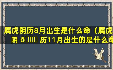 属虎阴历8月出生是什么命（属虎阴 🐕 历11月出生的是什么命的人）